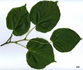 SpeciesSub: subsp. cordifolia